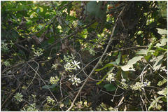 Symphorema involucratum